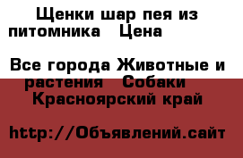 Щенки шар-пея из питомника › Цена ­ 15 000 - Все города Животные и растения » Собаки   . Красноярский край